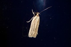 Agonopterix umbellana