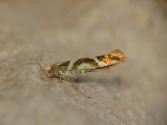 Argyresthia goedartella