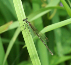 Pseudocopera rubripes