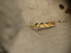 Argyresthia goedartella