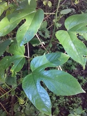 Passiflora platyloba