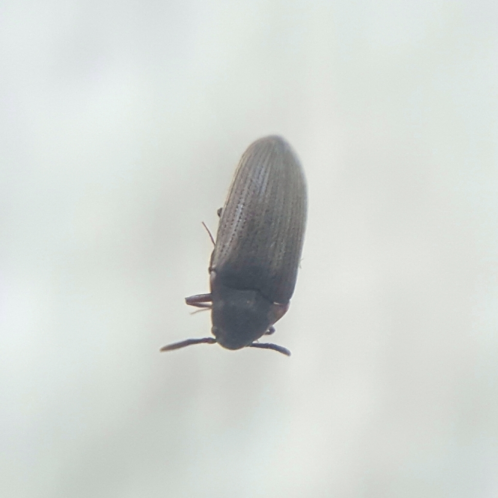 Pactopus horni