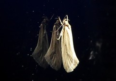 Tingena chloradelpha