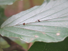 Hormaphis hamamelidis