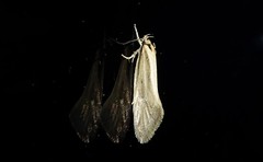 Tingena chloradelpha