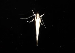 Tingena chloradelpha