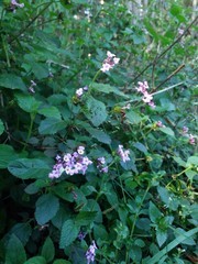 Lantana fucata
