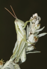 Hypochlora alba
