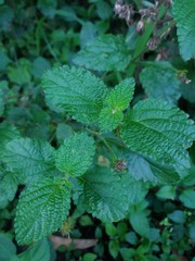Lantana fucata