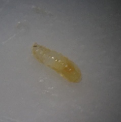 Neolasioptera incisa