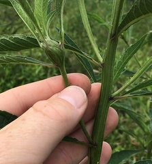 Neolasioptera incisa