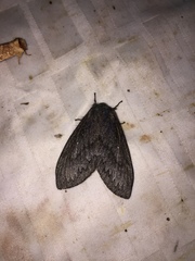 Gloveria arizonensis