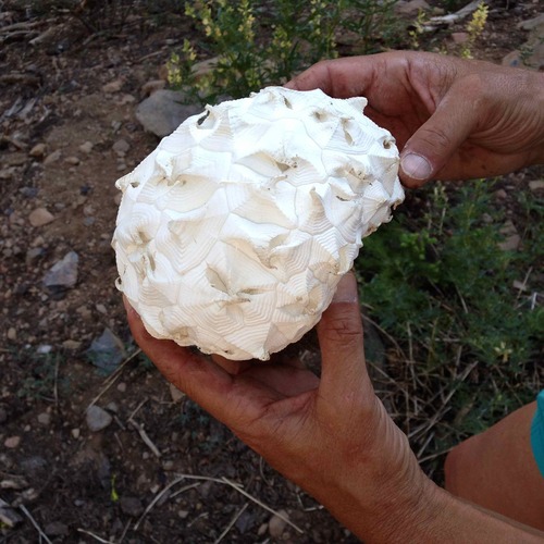 iNaturalist observation photo of Sculpted Puffball