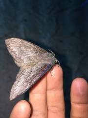 Gloveria arizonensis