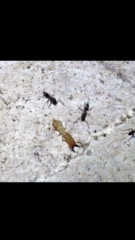 Incisitermes snyderi