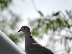 Streptopelia decaocto