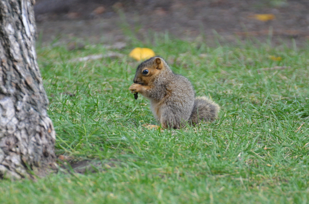 Eastern Fox Squirrel from Buena Vista, CO 81211, USA on September 27 ...