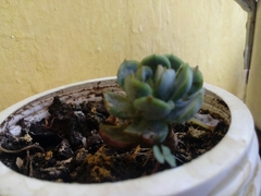 Echeveria subalpina