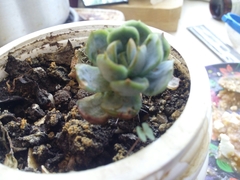 Echeveria subalpina