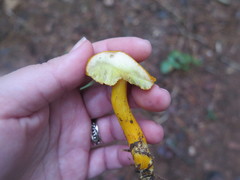 Aureoboletus auriflammeus