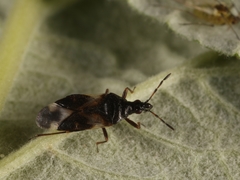 Anthocoris musculus
