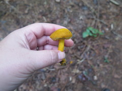 Aureoboletus auriflammeus
