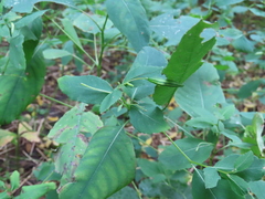 Impatiens pallida