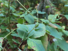 Impatiens pallida