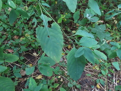 Impatiens pallida