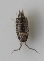 Australophiloscia societatis