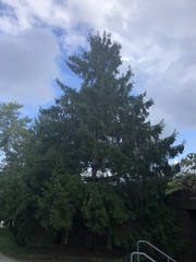 Picea abies