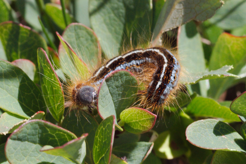 Alpine tent caterpillar