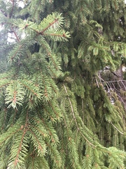 Picea abies