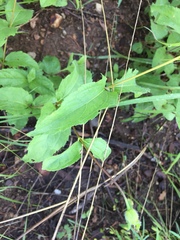 Lasianthaea podocephala