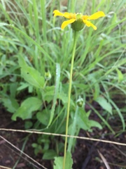 Lasianthaea podocephala