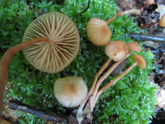 Laccaria laccata pallidifolia