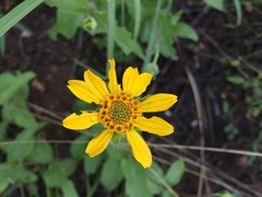 Lasianthaea podocephala