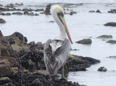 Pelecanus thagus