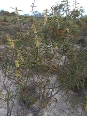 Hakea repullulans