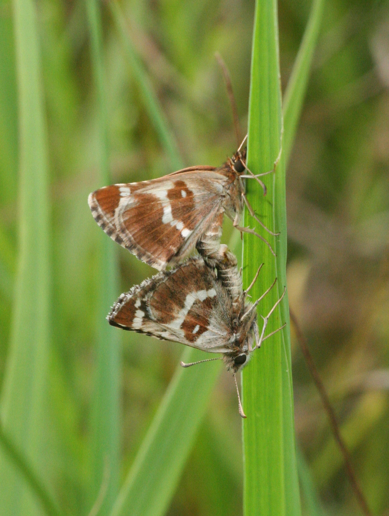 Pyrgus maculatus