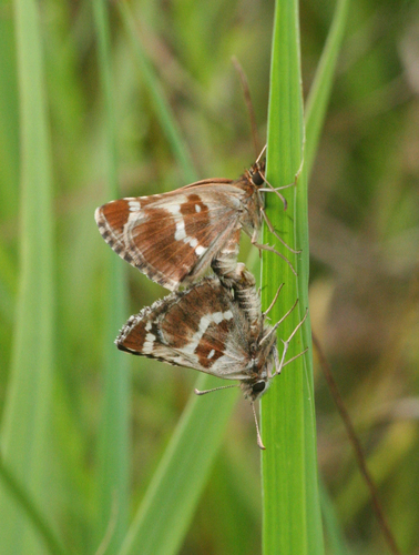 Pyrgus maculatus