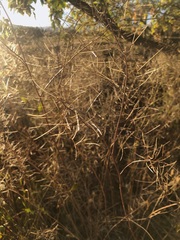 Dulichium arundinaceum