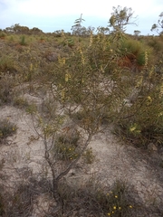 Hakea repullulans