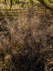 Dulichium arundinaceum