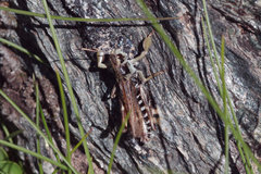 Gomphocerus sibiricus