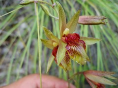 Bletia roezlii