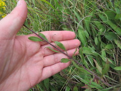 Solidago nemoralis decemflora