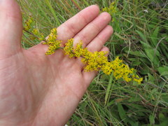 Solidago nemoralis decemflora