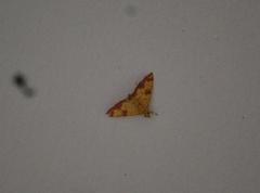 Isocentris filalis