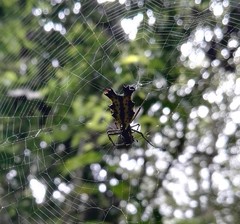 Micrathena decorata